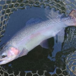 曇り→雨→雪 ～大安トラウトレイク～